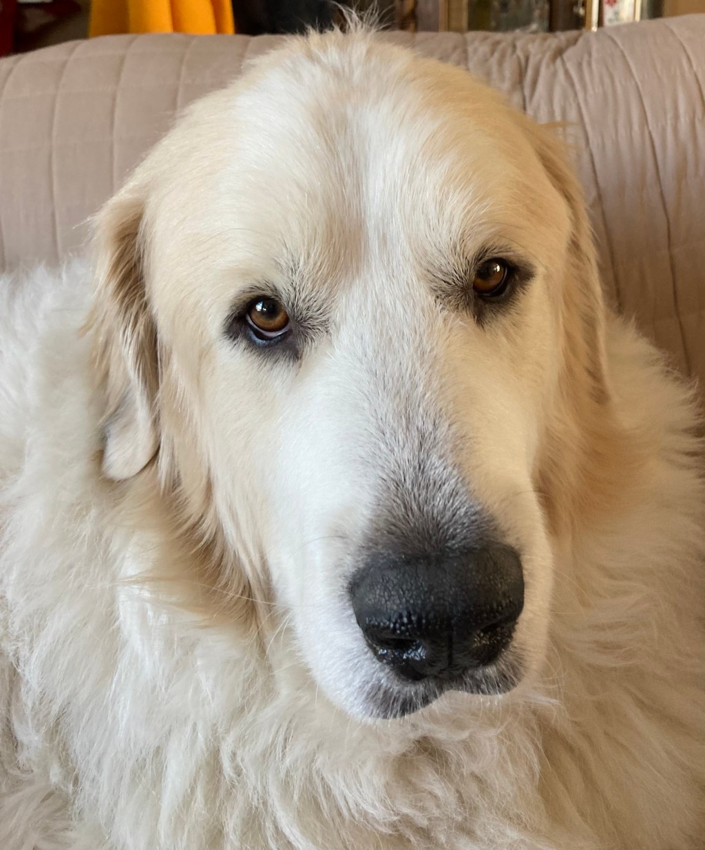 Increasing Comfort while LIVING IN&nbsp;AGONY